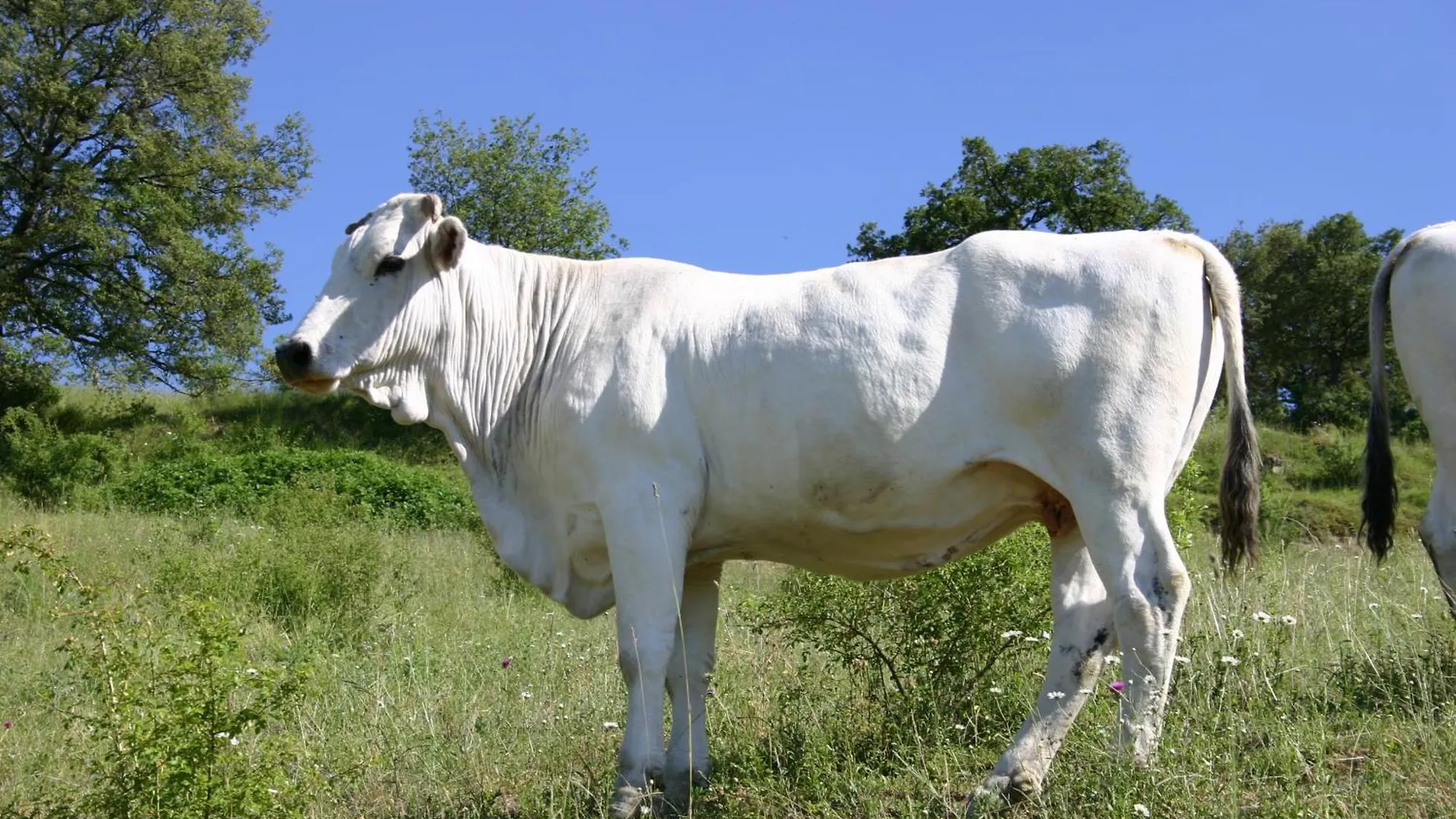 Il Baraccotto Panzió Lucignano Olaszország